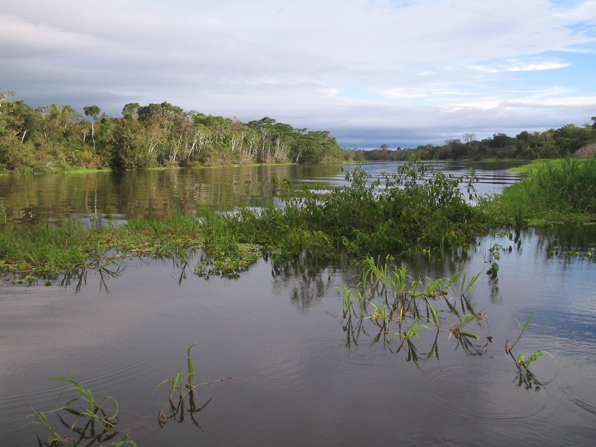 Floodplain Channel in the Amazon