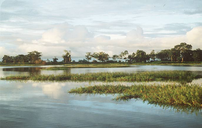 Lake Calado, Amazon