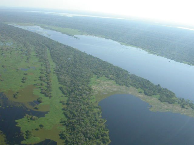 A photograph of the Varzea Forest area of Brazil (2 of 4).