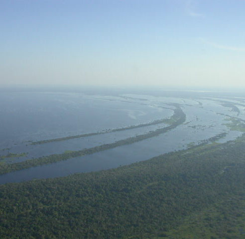 A photograph of the Varzea Forest area of Brazil (3 of 4).