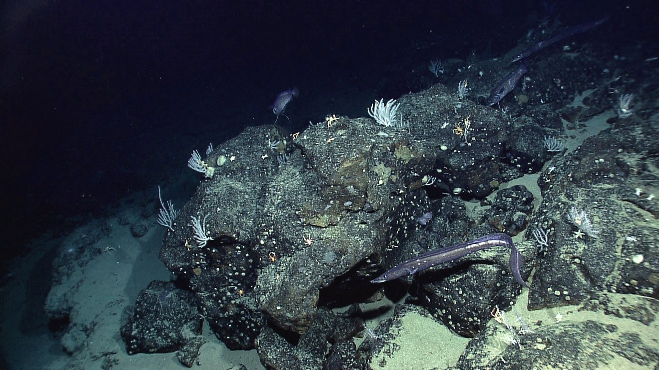 



Located off the coast of Ecuador, Paramount seamount is among the kinds of ocean floor features that certain ocean-observing satellites like SWOT can detect by how their gravitational pull affects the sea surface.

Credit: NOAA Okeanos Explorer Program


