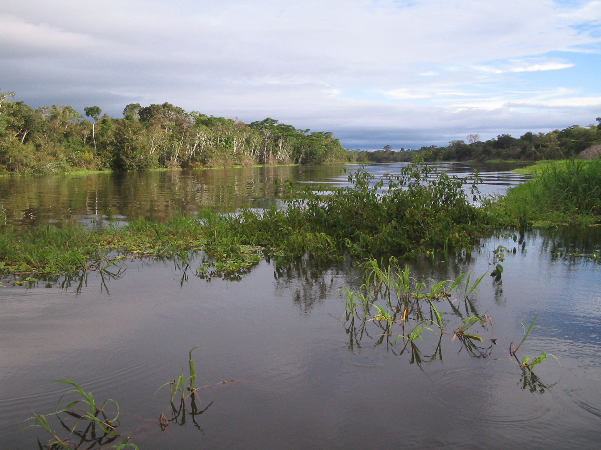 Floodplain Channel In The Amazon NASA SWOT   116 Gal 05 